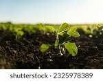 Small photo of Young soy sprouts planted in neat rows. Green young soybean plants growing in a soil on agricultural field. Soy seedling. Agriculture.