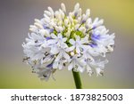 White Agapanthus Flowers With...