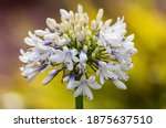 White Agapanthus Flowers With...