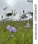 Small photo of Murdannia giganteum | Flowers In Thailand at Phu Soi Dao National Park, Uttaradit Province, Thailand