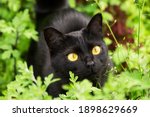Beautiful bombay black cat portrait with yellow eyes closeup in green grass in nature in spring summer garden