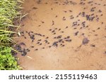Small photo of Tadpole in lake water. Group of many tadpoles in river in nature