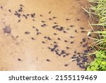Small photo of Tadpole in lake water. Group of many tadpoles in nature