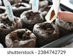 Small photo of Planting seeds in peat pellets to growing herb vegetable seedlings inside for transplanting later