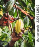 Small photo of Close-up hands of a cocoa farmer use pruning shears to cut the cocoa pods or fruit ripe yellow cacao from the cacao tree. Harvest the agricultural cocoa business produces.