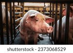 Small photo of Portrait of cute breeder pig with dirty snout, Close-up of Pig in stable, Pig Breeding farm in swine business in tidy and indoor