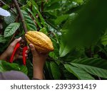 Small photo of Close-up hands of a cocoa farmer use pruning shears to cut the cocoa pods or fruit ripe yellow cacao from the cacao tree. Harvest the agricultural cocoa business produces.