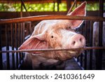 Small photo of Portrait of cute breeder pig with dirty snout, Close-up of Pig's snout.Big pig on a farm in a pigsty, young big domestic pig at animal farm indoors