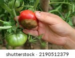 Small photo of sick and rotten tomato, hand holding a tomato, harvest in a warm vegetable garden, reanimate tomatoes with fertilizer, farmer grows tomatoes, Spoiled food, moldy vegetable, green tomatoes