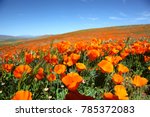 California Poppy Super Bloom