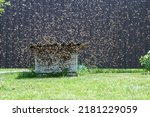 Small photo of A large swarm of bees flies into an old abandoned hive. Migration of bees. Wild bees. A swarm of flies. Honey Bee (Apis mellifera)