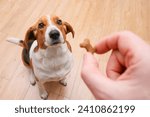 Man giving his dog treat reward after an obedience training. Lifestyle photo with copy space. Daily activities with PET friend, POV