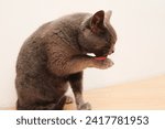Small photo of Gray British cat washes itself. The cat licks itself after eating. British Short hair cat grooms and licks her paw