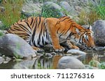 Bengal Tiger Drinking Water At...