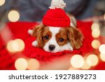 Sad puppy of beautiful brown white Cavalier King Charles Spaniel in a red santa hat on red background. Christmas is a sad holiday