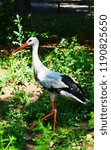 Small photo of White stork in the wood
