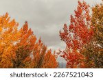 Vivid orange and yellow color tree in autumn.
