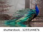 The Elegant Peacock With Its...