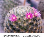 Blossom Mammillaria Cactus Pink ...