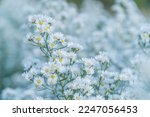 blooming of white aster or cutter flower blossom in the garden , selective focus for use as content background or copy space wallpaper