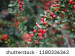 Bright Red Berries Of Bearberry ...