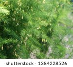 Small photo of Yellow flowers and green leaves of asparagus or garden asparagus or sparrow grass (Asparagus officinalis)