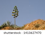 Small photo of Blooming plant of sentry plant or century plant or maguey or American aloe (Agave americana)