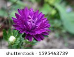 Small photo of China aster or annual aster (Callistephus chinensis) violet flower close up