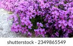 Small photo of Little pink flowers of creeping phlox or moss phlox or moss pink or mountain phlox (Phlox subulata) close up
