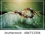 Insects are mating on leaves.Small winged animals are intertwined on green leave.Propagation of animals.Sexual reproduction.