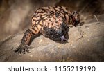 Small photo of Gila monster Heloderma suspectum venomous lizard with Tongue Extended