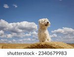 Small photo of Maltese pet dog, sitting on a haystack in the field. Amazing landscape, rural scene with clouds, tree and empty road summertime, fields of haystack next to the road, summer in Portugal