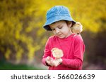 Sweet cute child, preschool boy, playing with little newborn chicks in the park, springtime