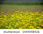 Yellow Daisy Flowers Field Are...
