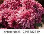 Purple Chrysanthemum Flower....