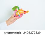 Small photo of Doctor with human Pancreatitis anatomy model with Pancreas, Gallbladder, Bile Duct, Duodenum, Small intestine. Pancreatic cancer, Acute and Chronic pancreatitis, Digestive system and Health concept