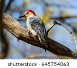 Red Bellied Woodpecker On Limb
