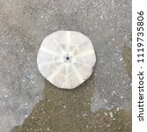 Small photo of Sand dollars, dead sand dollars on the beach, a half piece sand dollar
