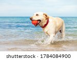 Wet Dog Playing In The Sea With ...