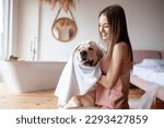 young woman in the bathroom wipes the dog with a towel, the girl dries the golden retriever after bathing