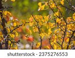 Prickly bush with yellow leaves in the autumn forest