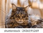 Small photo of Maine Coon marble color in a cardboard box in ambush
