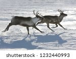 Beautiful Herd Of Deer  Sweden...