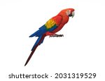 Parrot On White Background....