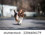 Small photo of basset hound dog spring in the park
