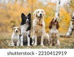 group of dogs portrait in autumn golden retriever spaniel border collie jack russell terrier