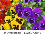 Closeup of colorful pansy...