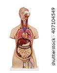 Anatomical Model  Unisex Torso