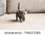 British blue kitten is very beautiful. The British kitten looks straight. The British kitten looks very closely.