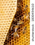 Small photo of Colony of wild Apis Mellifera Carnica or Western Honey Bees with details of the honeycomb and several insects moving around on the intrinsic architectural structure